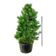 Pinus nigra nigra For Discount