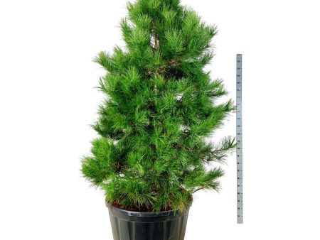 Pinus nigra nigra For Discount