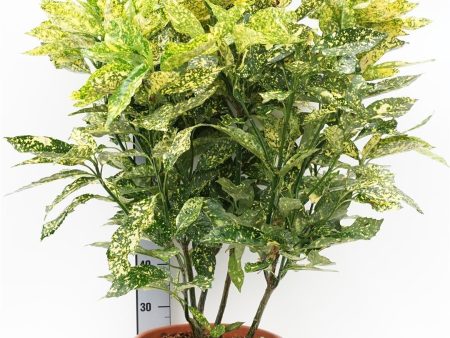 Aucuba jap.  Crotonifolia  Discount