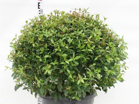 Viburnum tinus  Spirit  Sale