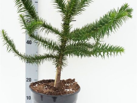 Araucaria araucana For Sale