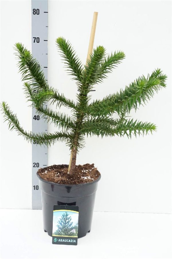 Araucaria araucana For Sale