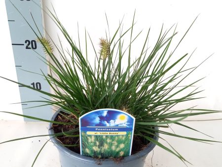 Pennisetum al.  Little Bunny  For Cheap