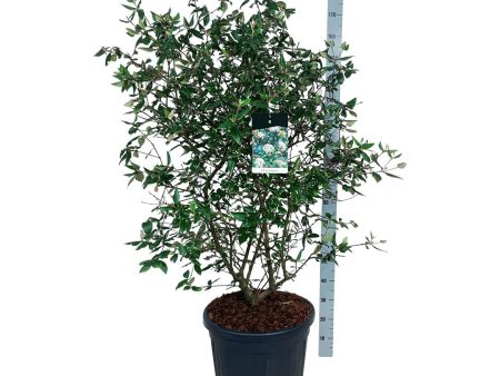 Viburnum burkwoodii For Cheap