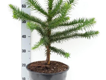 Araucaria araucana Discount