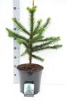 Araucaria araucana Discount