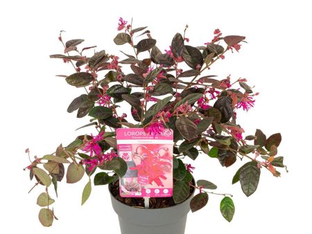 Loropetalum c.  Fire Dance  Sale