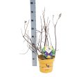 Amelanchier aln.  Saskatoon Berry ® For Cheap