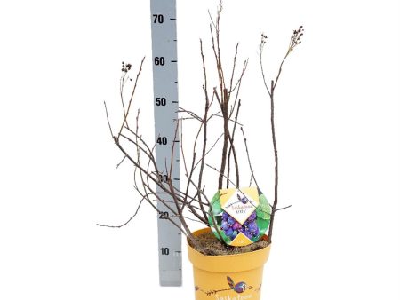 Amelanchier aln.  Saskatoon Berry ® For Cheap