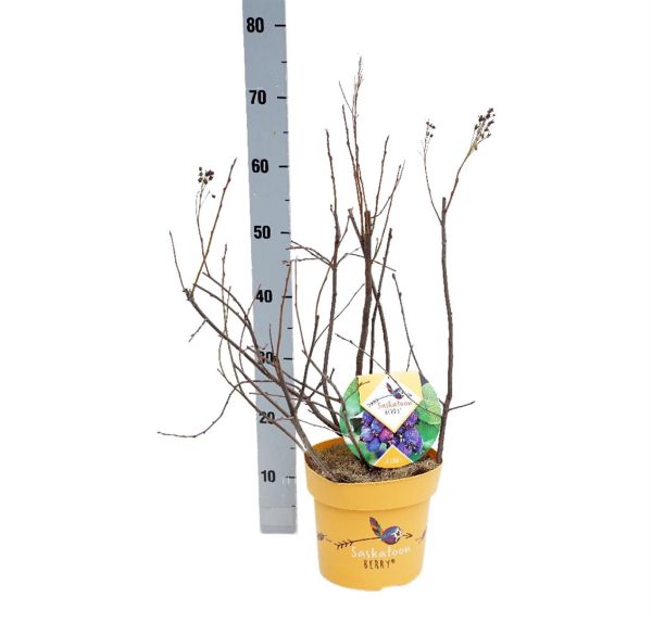 Amelanchier aln.  Saskatoon Berry ® For Cheap