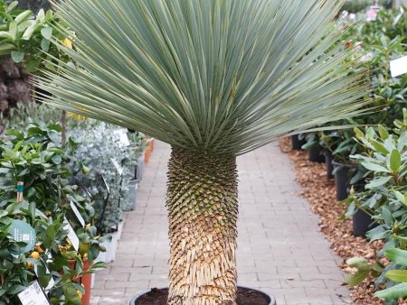 Yucca rostrata Hot on Sale