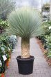 Yucca rostrata Hot on Sale