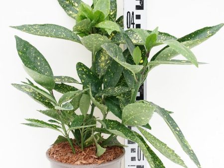 Aucuba jap.  Variegata  Online