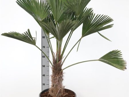 Trachycarpus wagnerianus Cheap