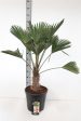 Trachycarpus wagnerianus Cheap