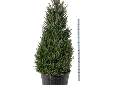 Picea abies Online