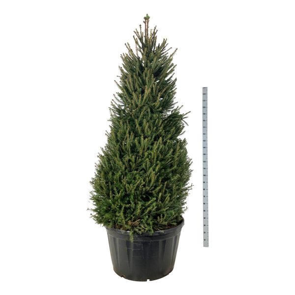 Picea abies Online