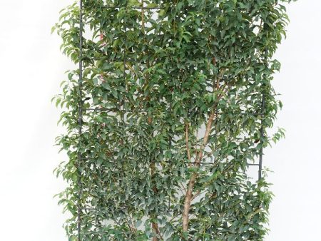 Prunus lus. Angustifolia  (espalier) For Cheap