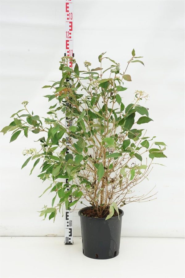 Viburnum plic.  Watanabe  Discount