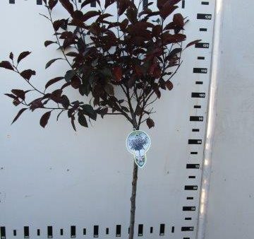 Prunus cistena For Cheap