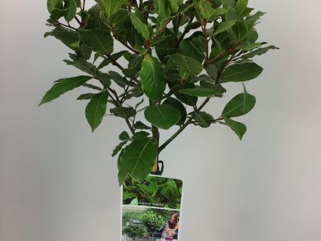 Laurus nobilis For Discount