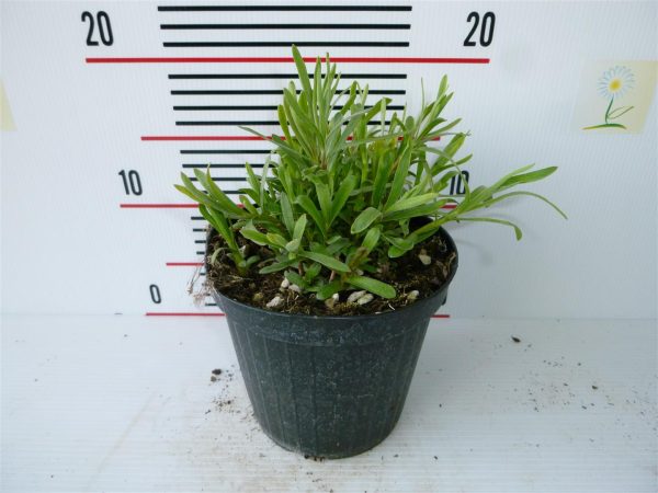 Artemisia dracunculus Sale