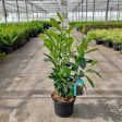 Prunus laur.  Elly ® For Cheap