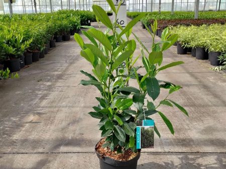 Prunus laur.  Elly ® For Cheap