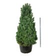 Pinus sylvestris Sale