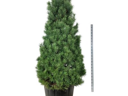 Pinus sylvestris Sale