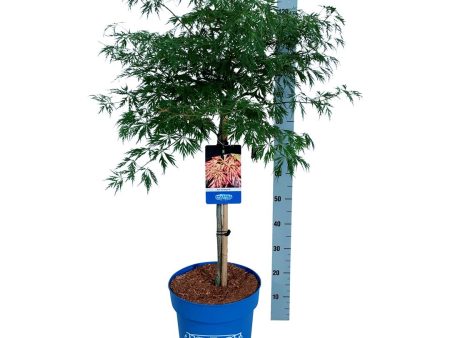 Acer  Ice Dragon ® (Jack Frost) Online Sale