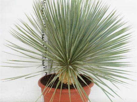 Yucca rostrata For Discount