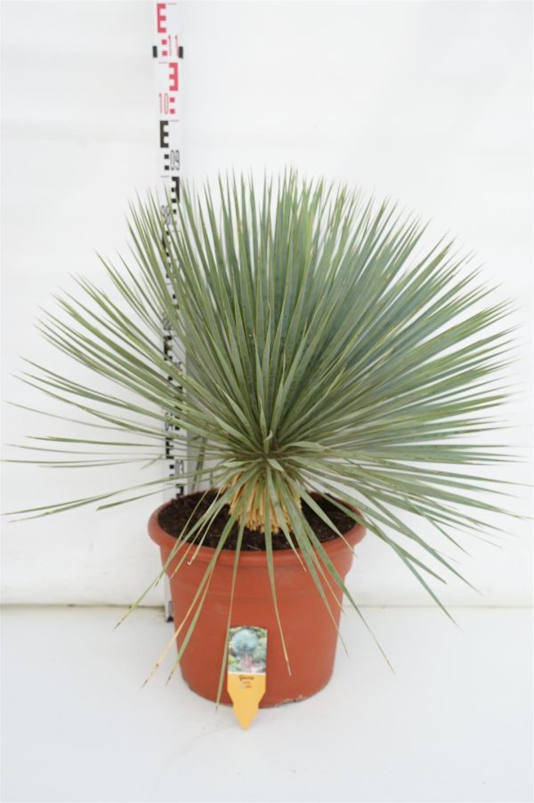 Yucca rostrata For Discount