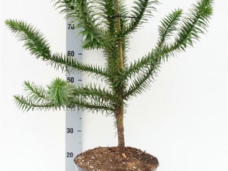 Araucaria araucana Online Sale