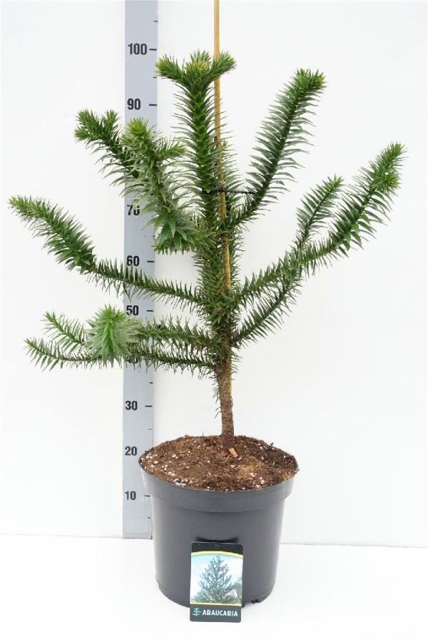 Araucaria araucana Online Sale