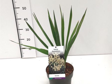 Yucca filamentosa Sale