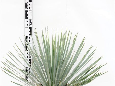 Yucca rostrata Online Sale