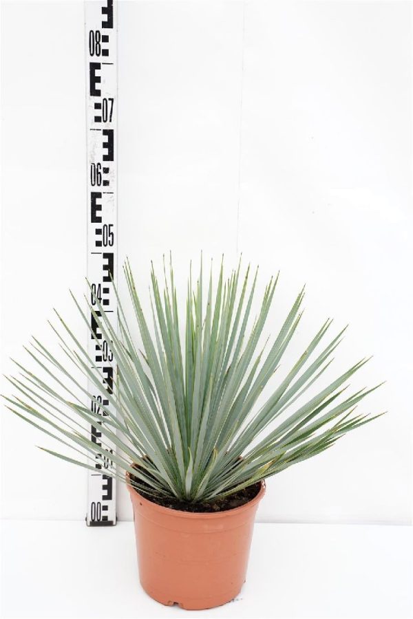 Yucca rostrata Online Sale