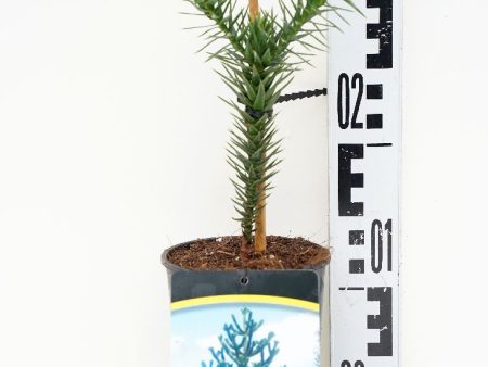 Araucaria araucana Fashion