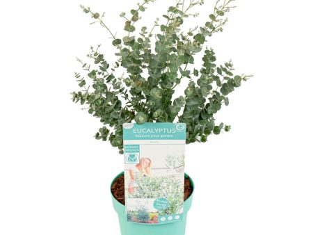 Eucalyptus gunnii  Azura  Online Hot Sale