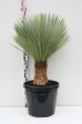 Yucca rostrata Online now